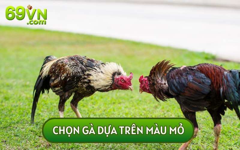 Để giải đáp được GIỐNG GÀ XÁM LÀ GÌ? CÓ NÊN CHỌN LÀM GÀ CHIẾN KHÔNG bạn nên lựa chọn dựa trên màu mỏ