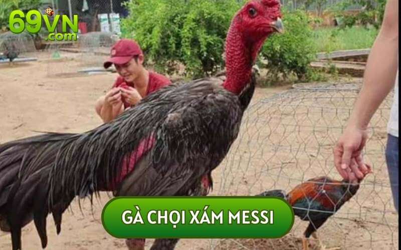 Gà chọi Xám Messi là một trong những chiến kê có sức mạnh cực kỳ ấn tượng