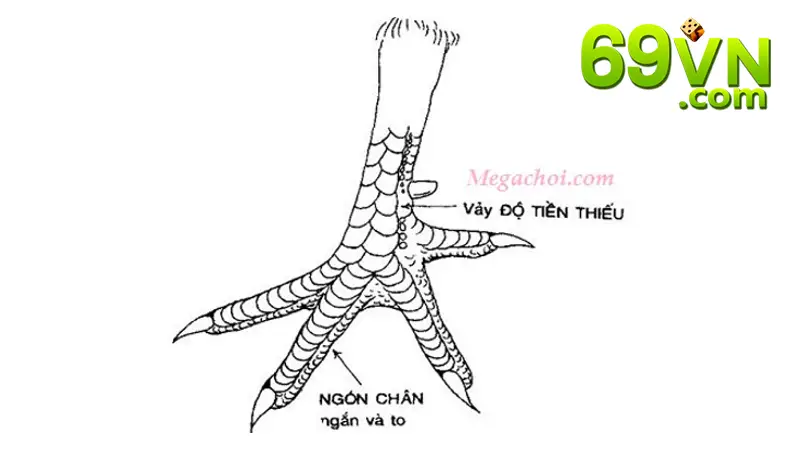 Vảy độ tiền thiếu là một loại vảy nằm ở gần ngón chân giữa ngắn và to