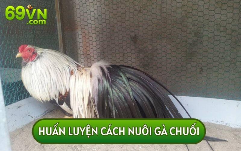 Huấn luyện cách nuôi gà để chúng trở thành một chiến binh mạnh mẽ 