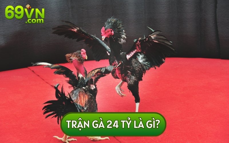 TRẬN GÀ 24 TỶ là một sự kiện kinh điển luôn thu hút sự quan tâm của nhiều người