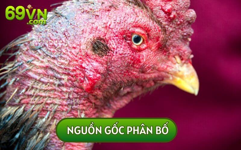 CÁC GIỐNG GÀ CHỌI HỆ CHIẾN thường có mặt tại khắp 3 miền Bắc, Trung và Nam