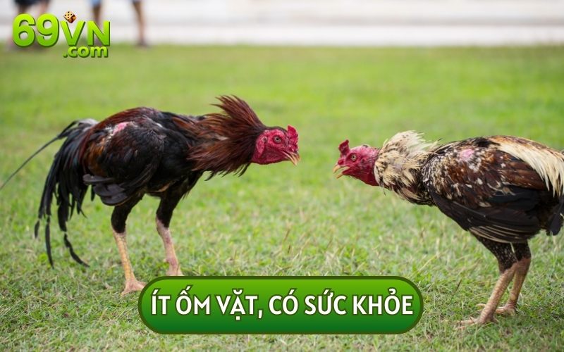 Chiến kê có vảy án thiên thường rất khỏe mạnh và ít gặp phải bệnh vặt