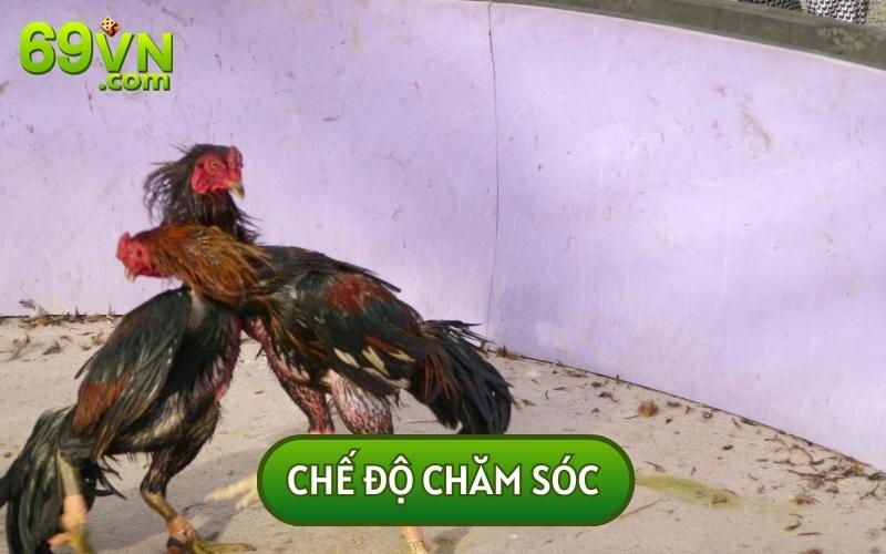 Để chiến kê có VẢY GÀ ÁN THIÊN khoẻ mạnh, chế độ chăm sóc sẽ đóng vai trò quan trọng