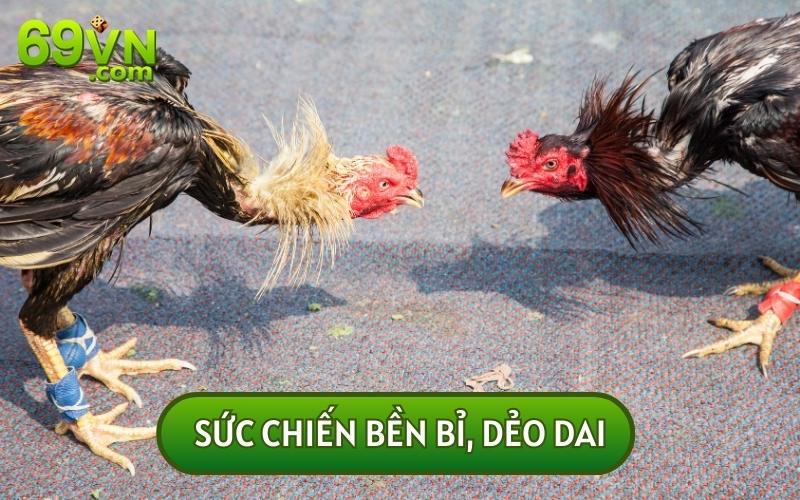 Những con gà có vảy án thiên thường không chùn bước trước đối thủ