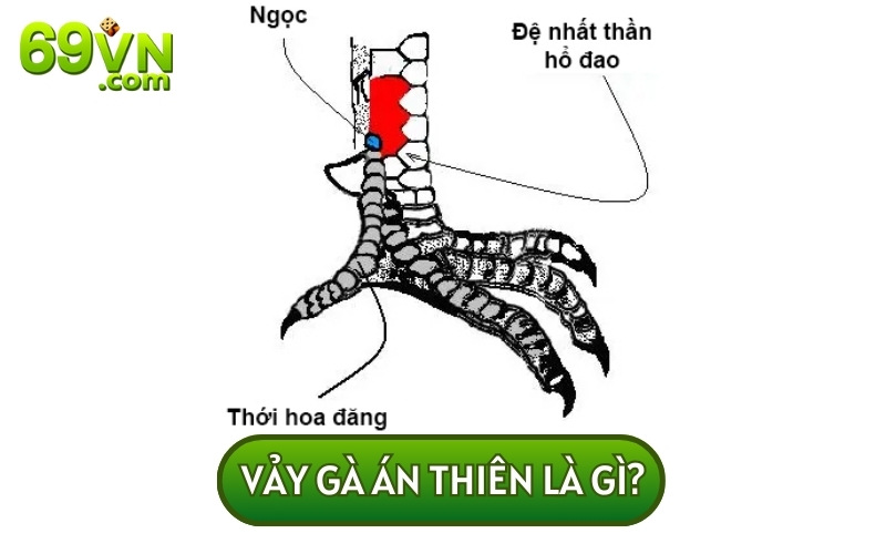 VẢY GÀ ÁN THIÊN được hiểu là phần da lớn nằm ở phía trên của chân