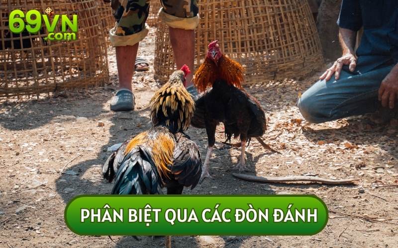 Đòn đánh là cách nhận diện GÀ ĐÒN và gà đá cựa nhanh nhất