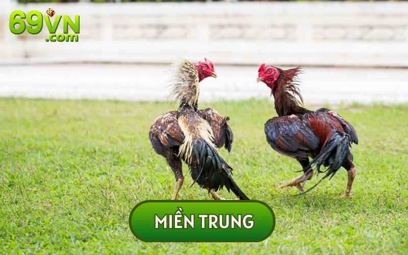 Ở Miền Trung GÀ ĐÒN và gà cựa được đông đảo người dân ưa chuộng