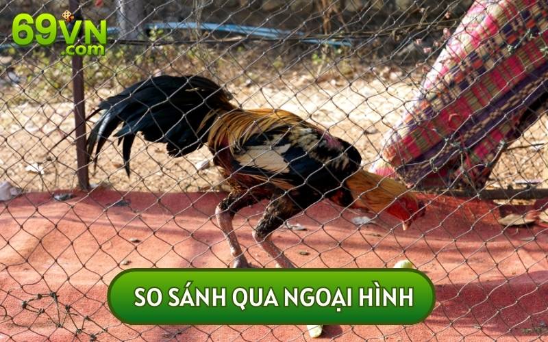 Nhìn vào ngoại hình nhiều người sẽ dễ dàng nhận ra sự khác biệt của chúng