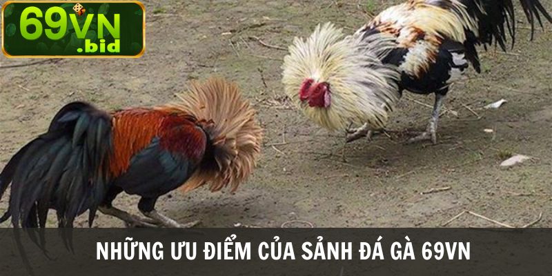 Những ưu điểm giúp thu hút người chơi của sảnh đá gà 69VN