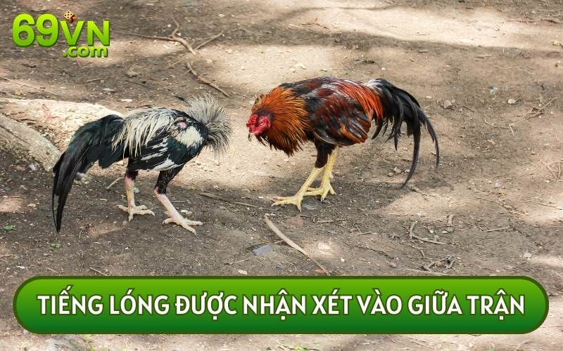 Một số tiếng lóng chỉ các bình luận và nhận xét giữa trận