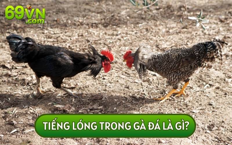 TIẾNG LÓNG TRONG GÀ ĐÁ là thuật ngữ thông dụng dùng để miêu tả các trận đấu