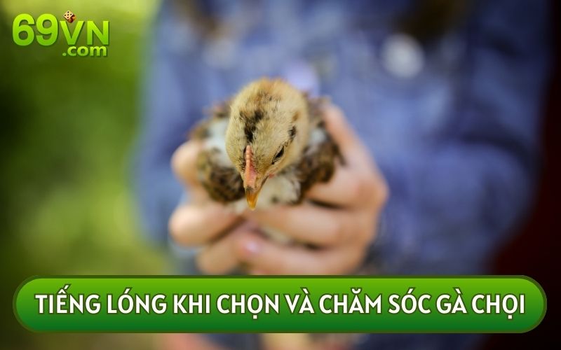 TIẾNG LÓNG TRONG GÀ ĐÁ được sử dụng chỉ các phương pháp nuôi dưỡng và chăm sóc