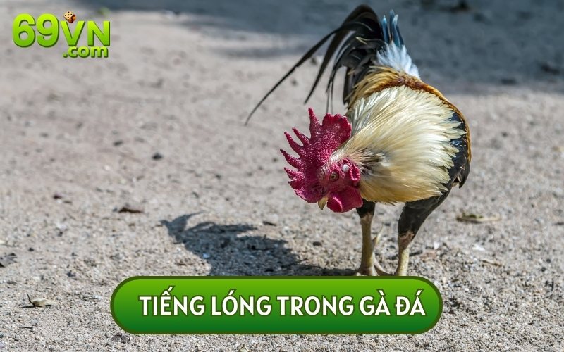 Hé Lộ Tiếng Lóng Trong Gà Đá Cho Tân Thủ Theo Nghiệp Sư Kê